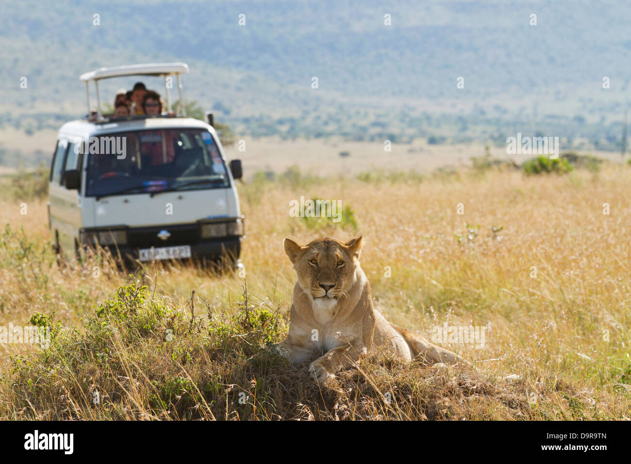 Africa wildlife safari turisti osservando la femmina leone selvatico nella savana in una giornata di sole in Masai Mara Foto Stock