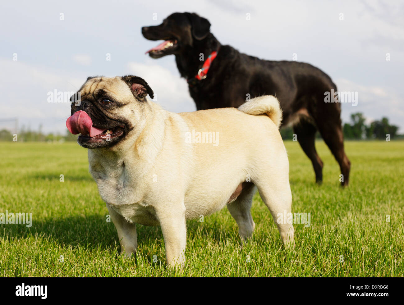 Cani in piedi in erba. Foto Stock