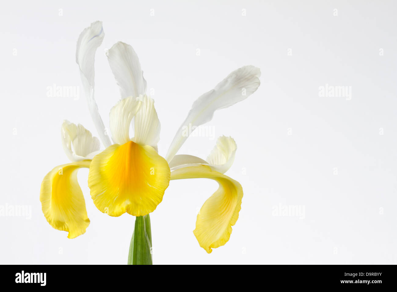 Giallo e Bianco fiore iris su sfondo bianco Foto Stock