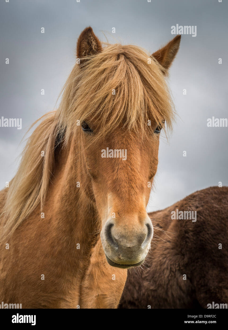 Ritratto di cavallo islandese, Islanda Foto Stock