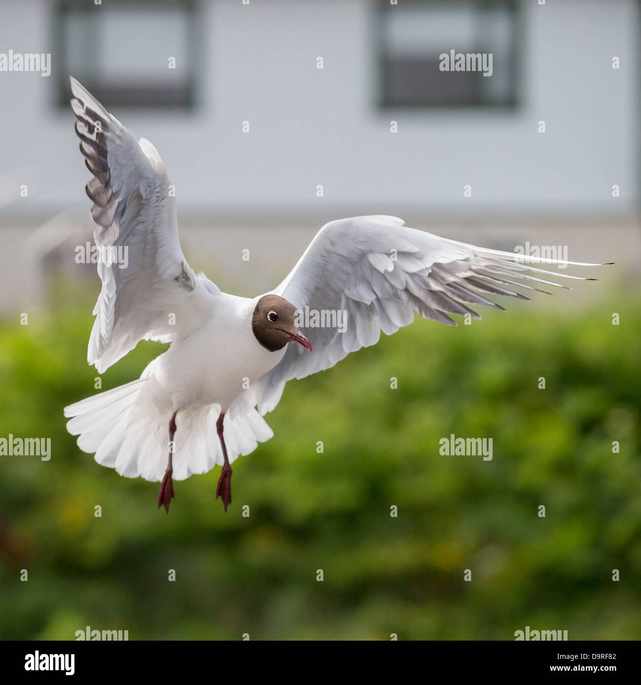 A testa nera Gull battenti, Islanda. Foto Stock