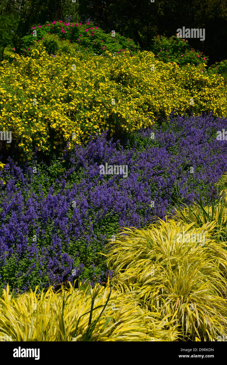 Giallo e potentilla hakonechloa e salvia blu nel porto di Toronto il giardino di musica Foto Stock
