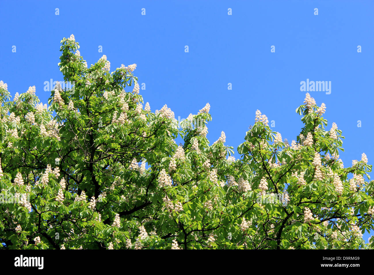 Immagine della corona di fiori di fioritura di castagne Foto Stock