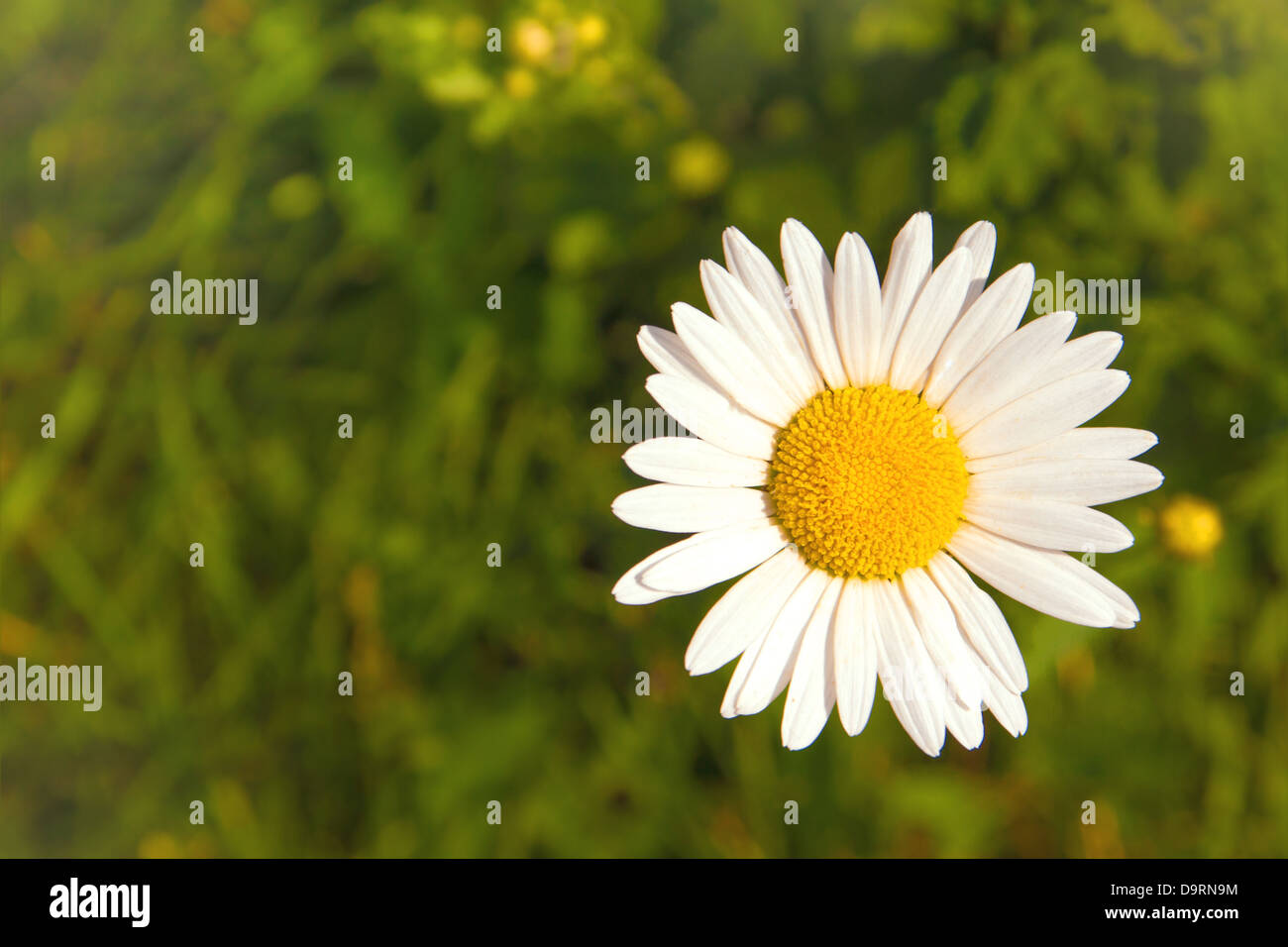 Daisy fiore bianco vicino fino oltre il verde prato (campo) sfondo. Concetto di estate con copia spazio. Foto Stock