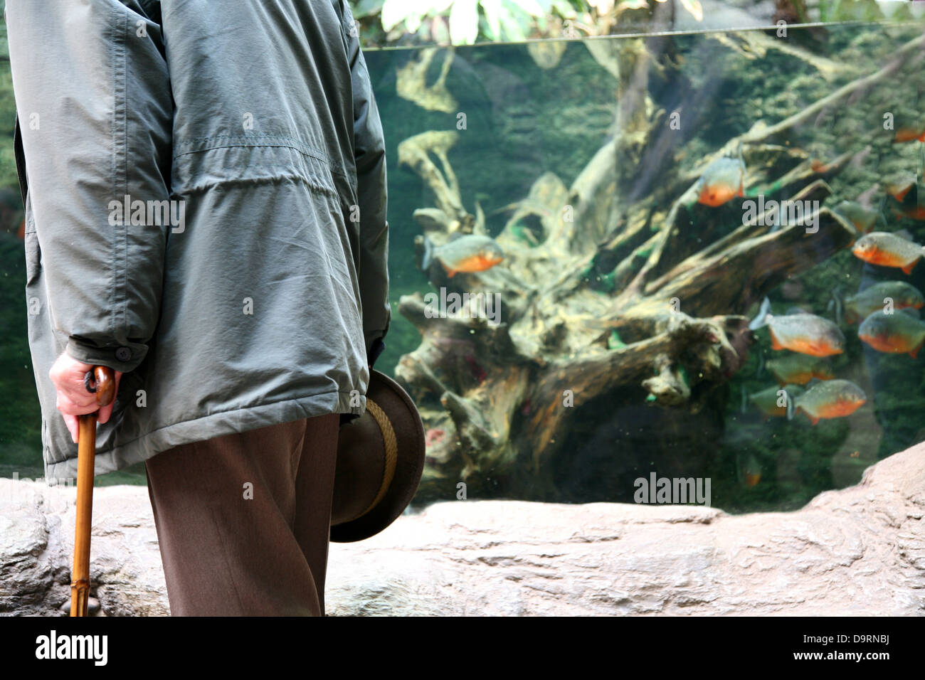 Visitatore di Zoo Foto Stock