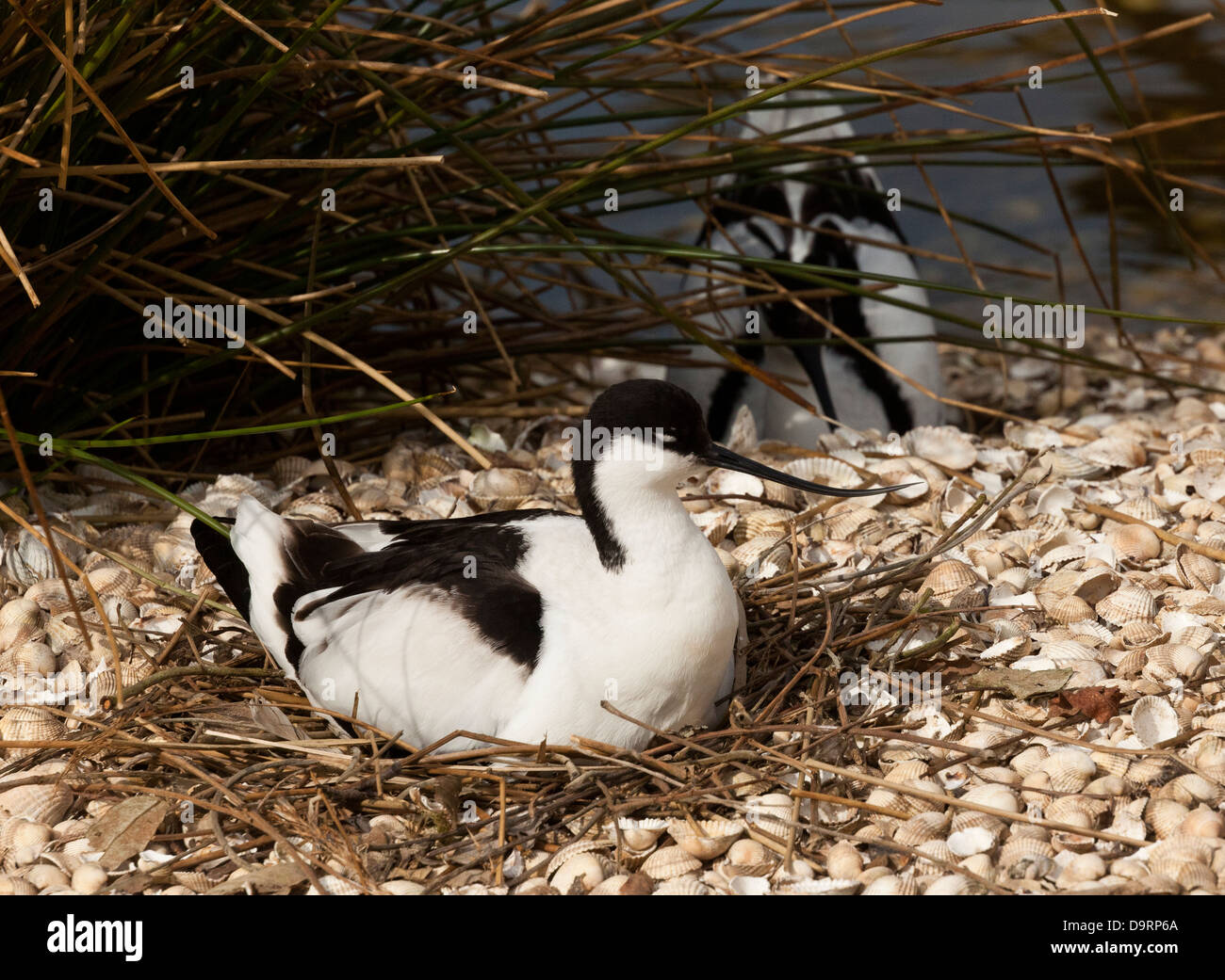 Una coppia di nidificazione (Avocette Recurvirostra avosetta) Foto Stock