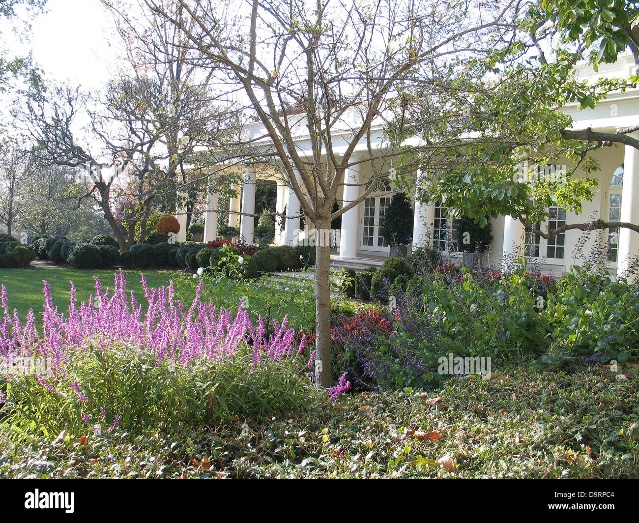 Il Giardino delle Rose alla Casa Bianca di Washington, Distretto di Columbia, Stati Uniti d'America Foto Stock