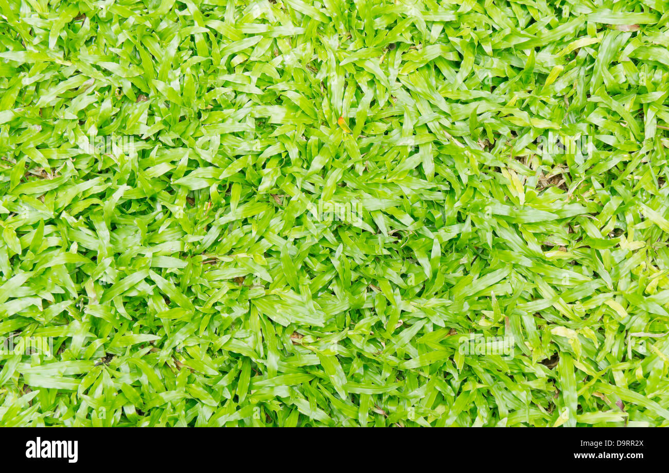 Il primo piano del bellissimo prato verde dello sfondo dei campi Foto Stock