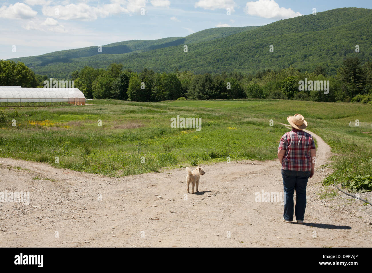 Un CSA (Comunità supportato Agricoltura) stati sondaggi i campi all'inizio dell'estate nel sud del Vermont. Foto Stock