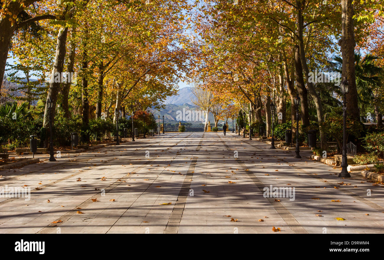 Alberi in autunno la linea A PIAZZA DI RONDA Andalusia Spagna meridionale Foto Stock