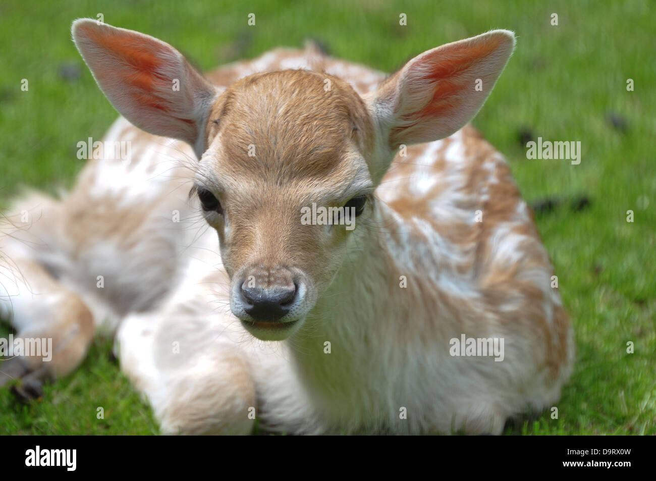 Baby cervi di vitello in appoggio Foto Stock