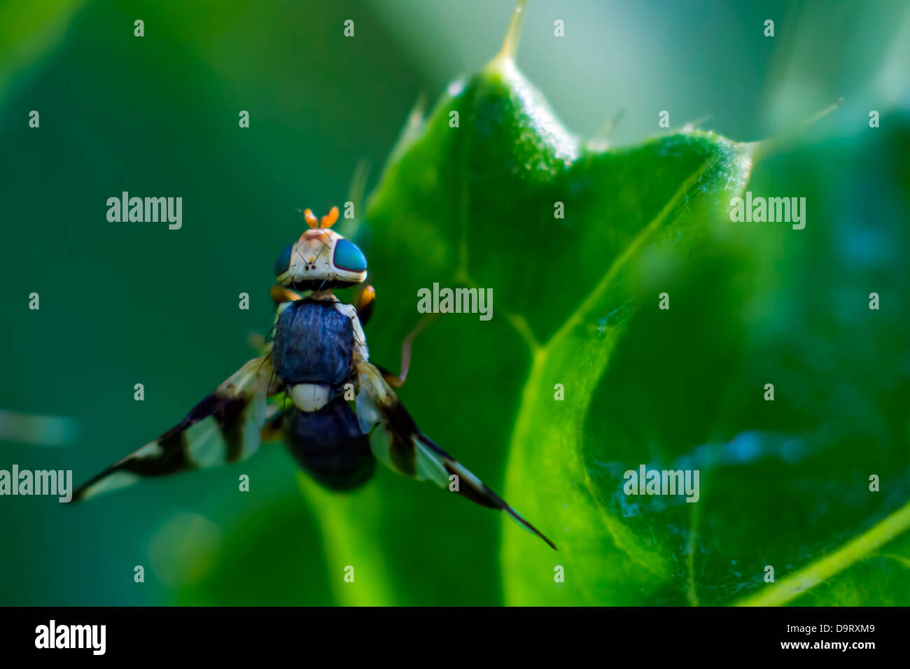 Ritratto di una mosca Foto Stock