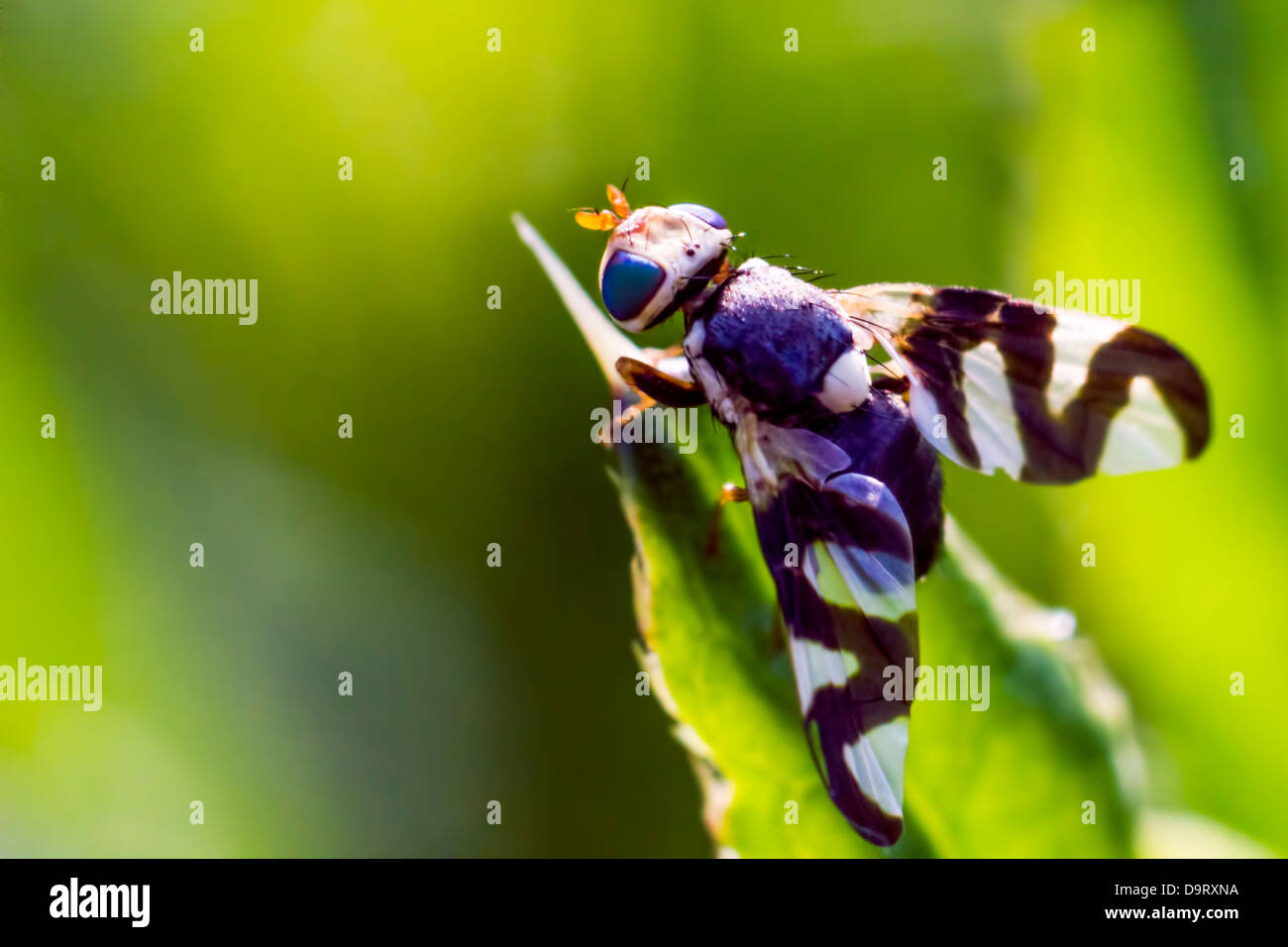 Ritratto di una mosca Foto Stock