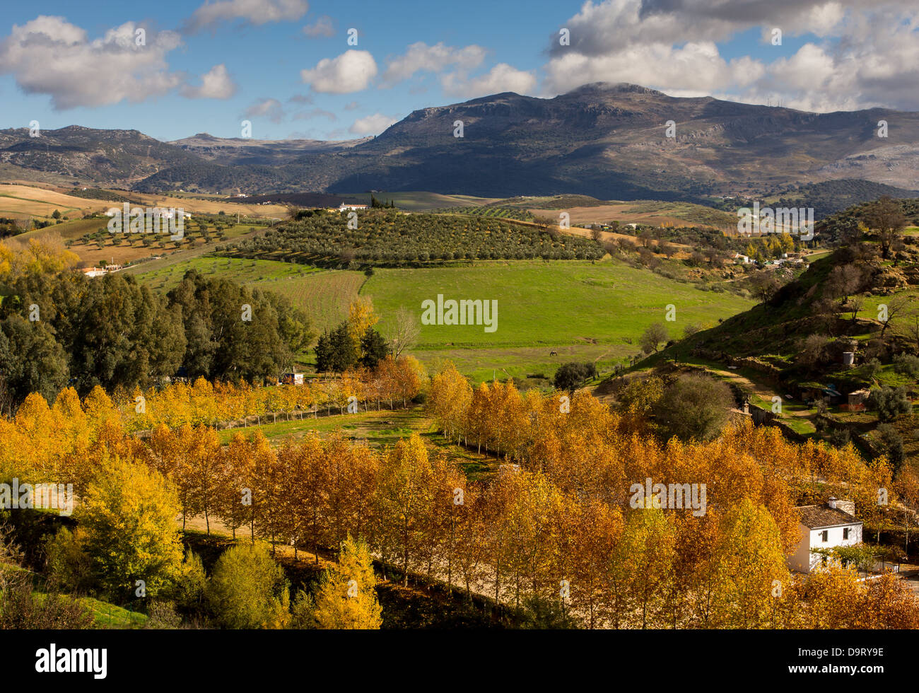 Campagna di Ronda e oliva fattoria con alberi e autunno foglie colorate Andalusia Spagna Foto Stock