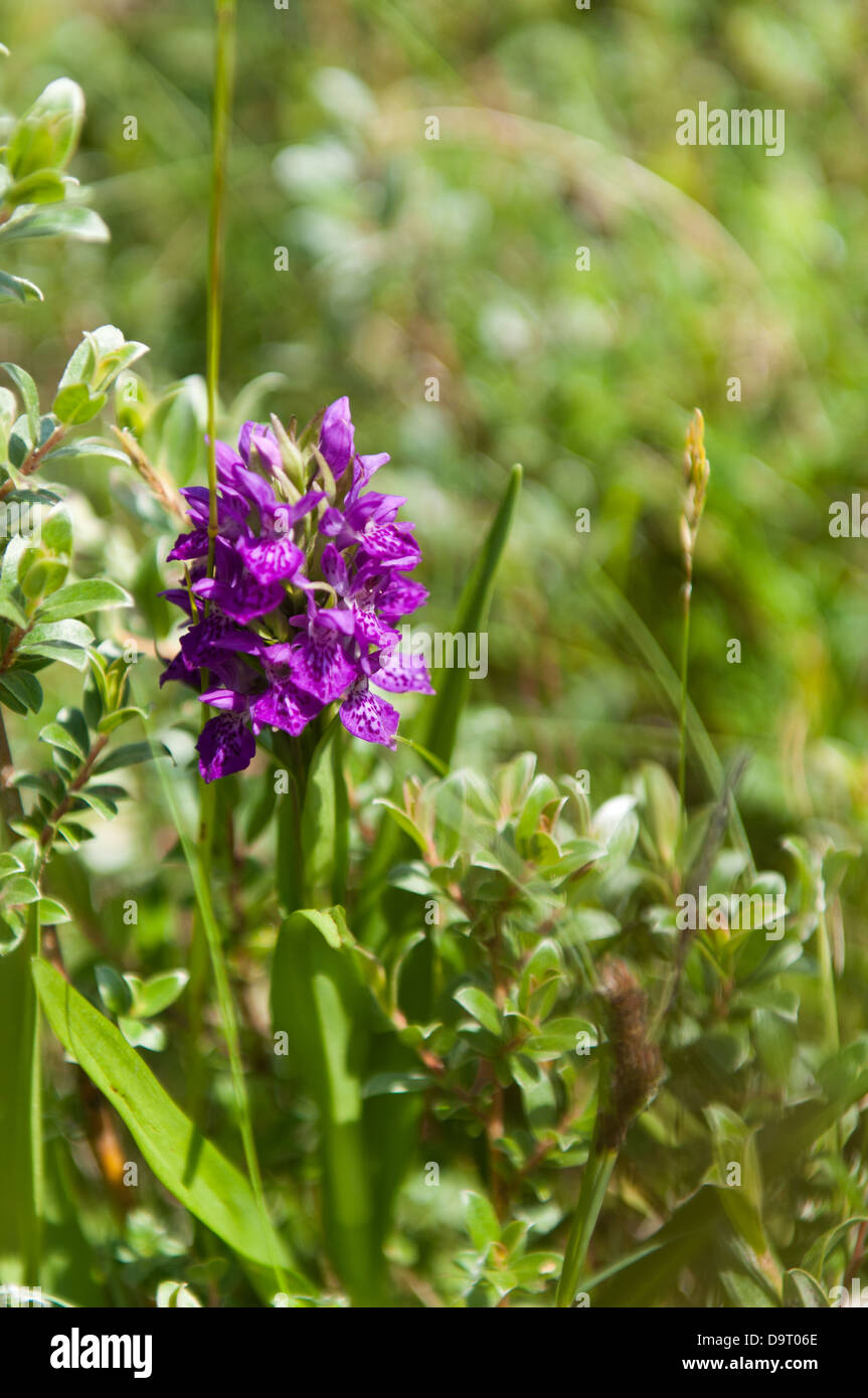 Un orchidea dei siti di particolare interesse scientifico sulle dune di sabbia a Isola di Shell Foto Stock