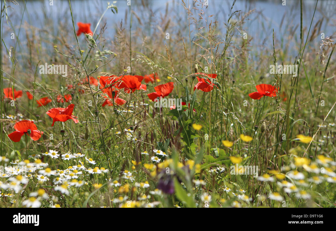 Poppies in crescita in un campo nei pressi di Ypres in Belgio Foto Stock