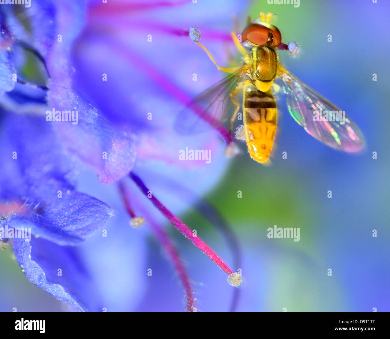 Hoverfly arroccato su di un fiore per raccogliere il polline. Foto Stock