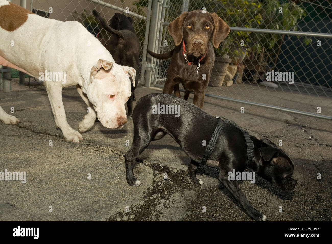 LOS ANGELES, CA - Giugno 6: Cesar Millan, meglio conosciuto per il suo Emmy-nominato serie televisiva "Dog Whisperer". Foto Stock