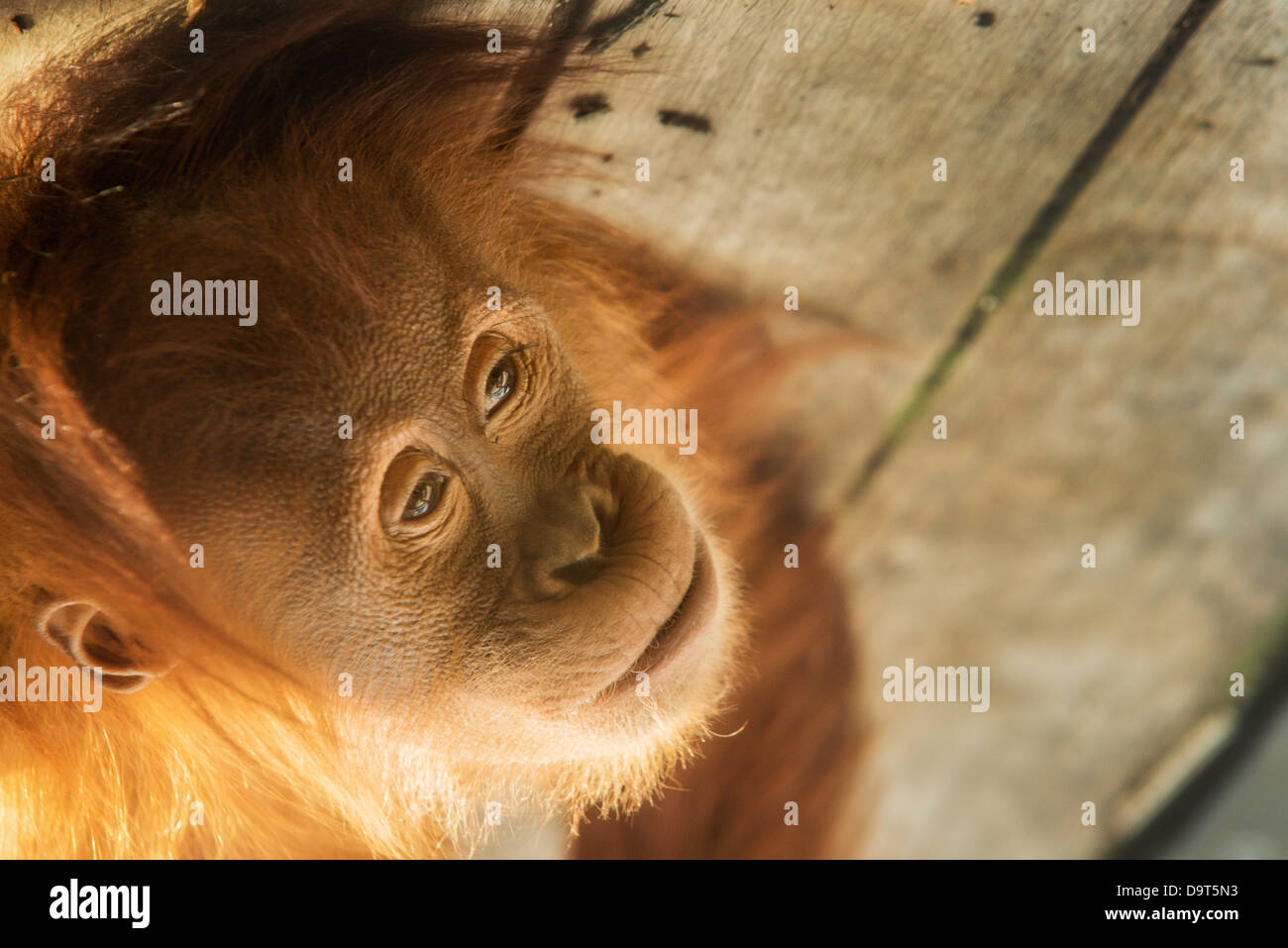 Uno studio di concentrazione. Un bambino orangutan nel profondo del pensiero come si guarda nello spazio. Foto Stock
