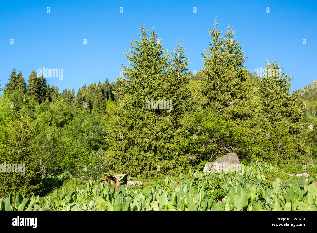 Natura: il verde degli alberi e il blu del cielo in Chimbulak Almaty, Kazakhstan Foto Stock