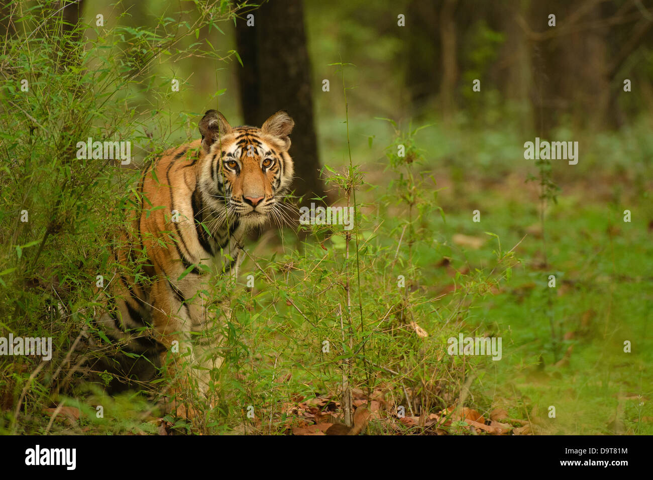 2-anno-vecchio tigre del Bengala cub nella foresta di inverdimento di Bandhavgarh Riserva della Tigre, India, dopo le prime piogge di giugno. Foto Stock