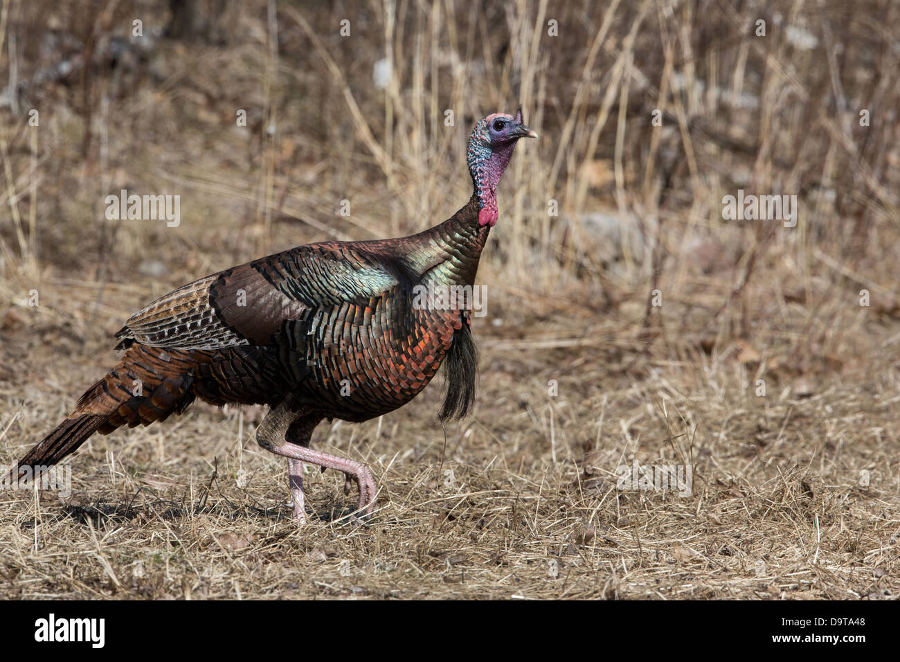 Eastern wild turchia - maschio Foto Stock