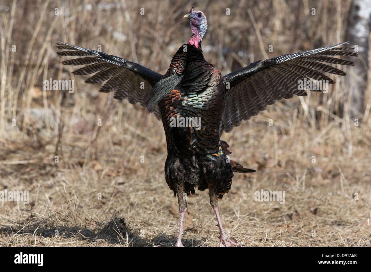 Eastern wild turchia - maschio Foto Stock