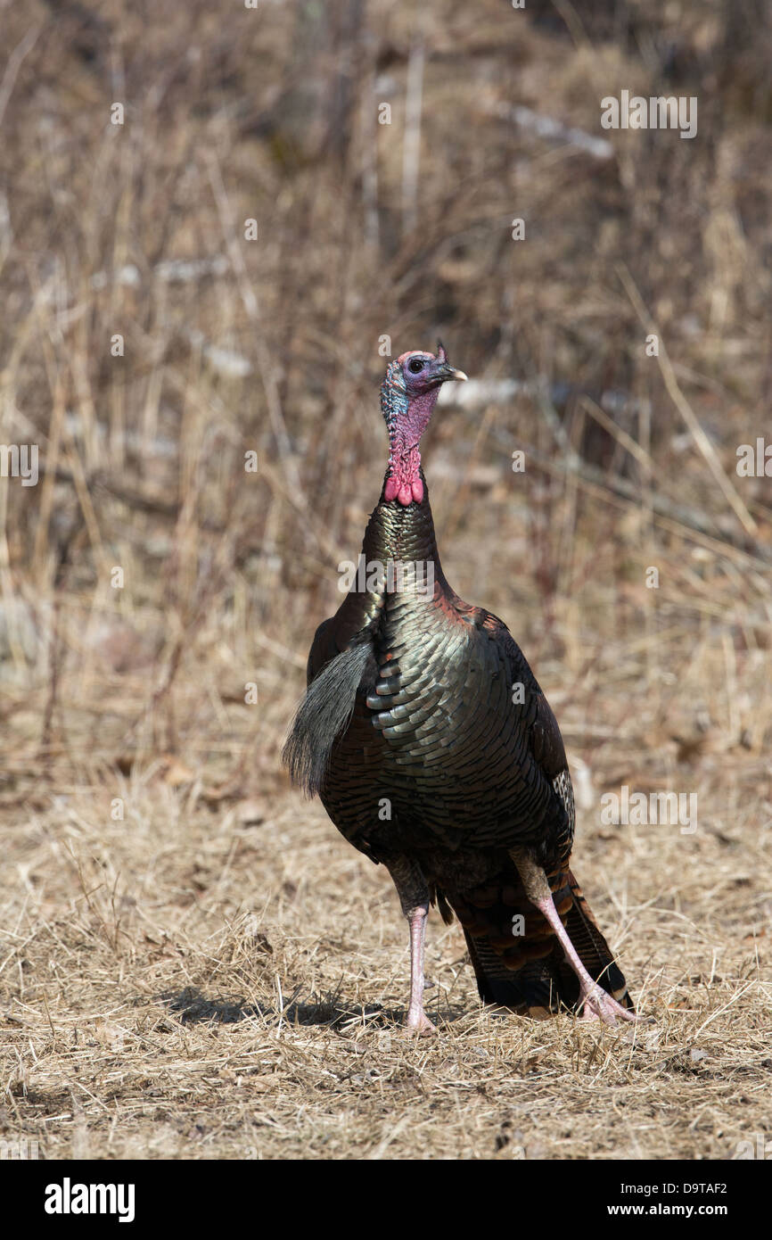 Eastern wild turchia - maschio Foto Stock