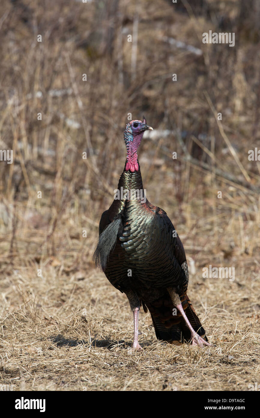 Eastern wild turchia - maschio Foto Stock