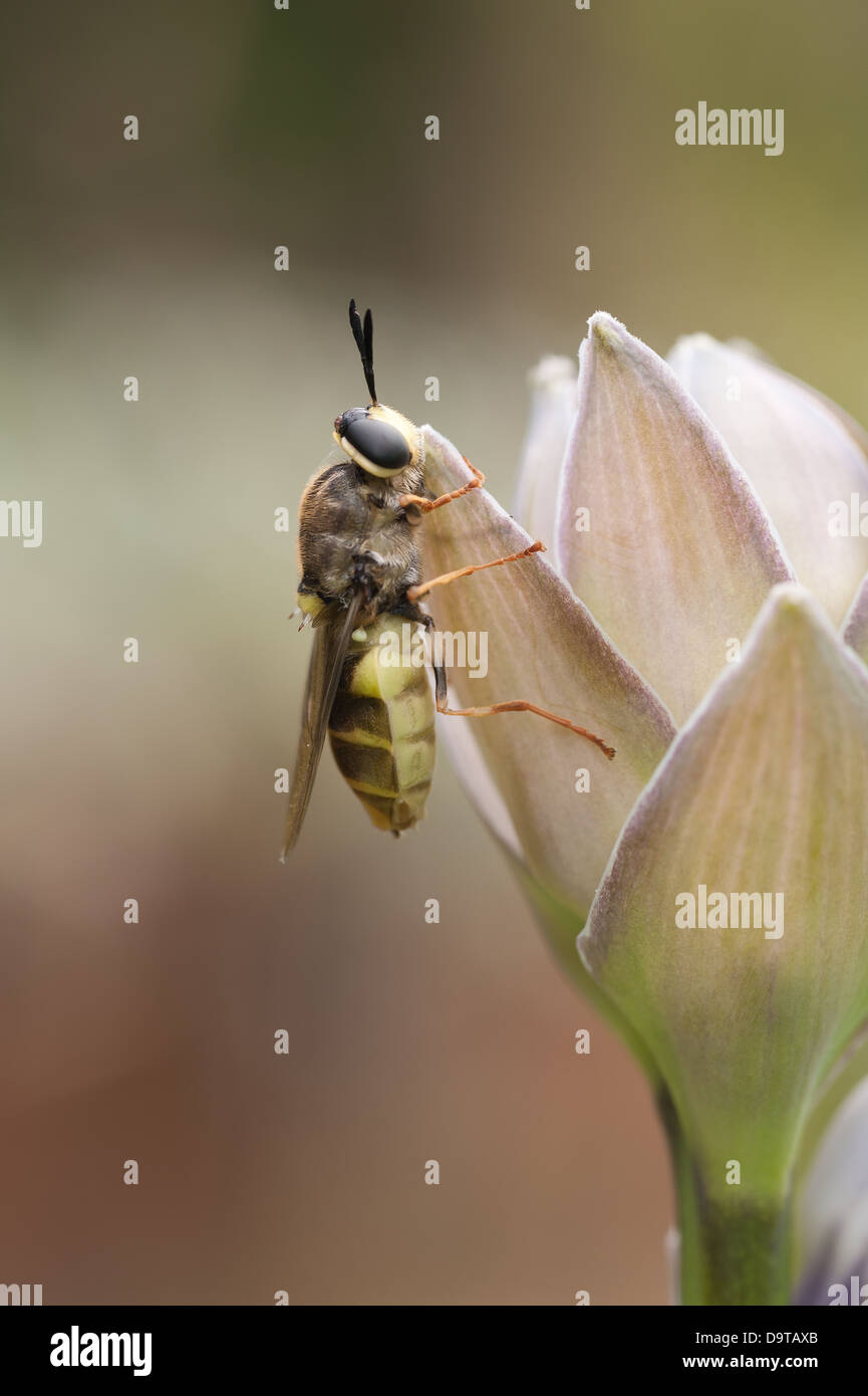 Drone rastremata Fly emergenti Diptera hover volare da pupa spesso erroneamente interpretato come una delle api o vespe che assomiglia Foto Stock