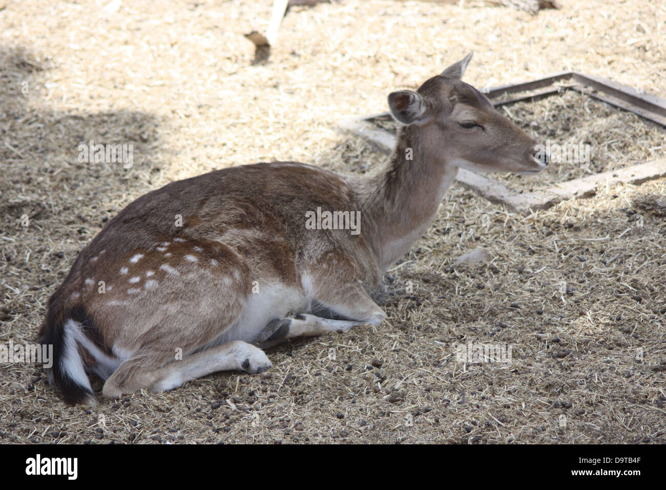 Dormire Deer Foto Stock