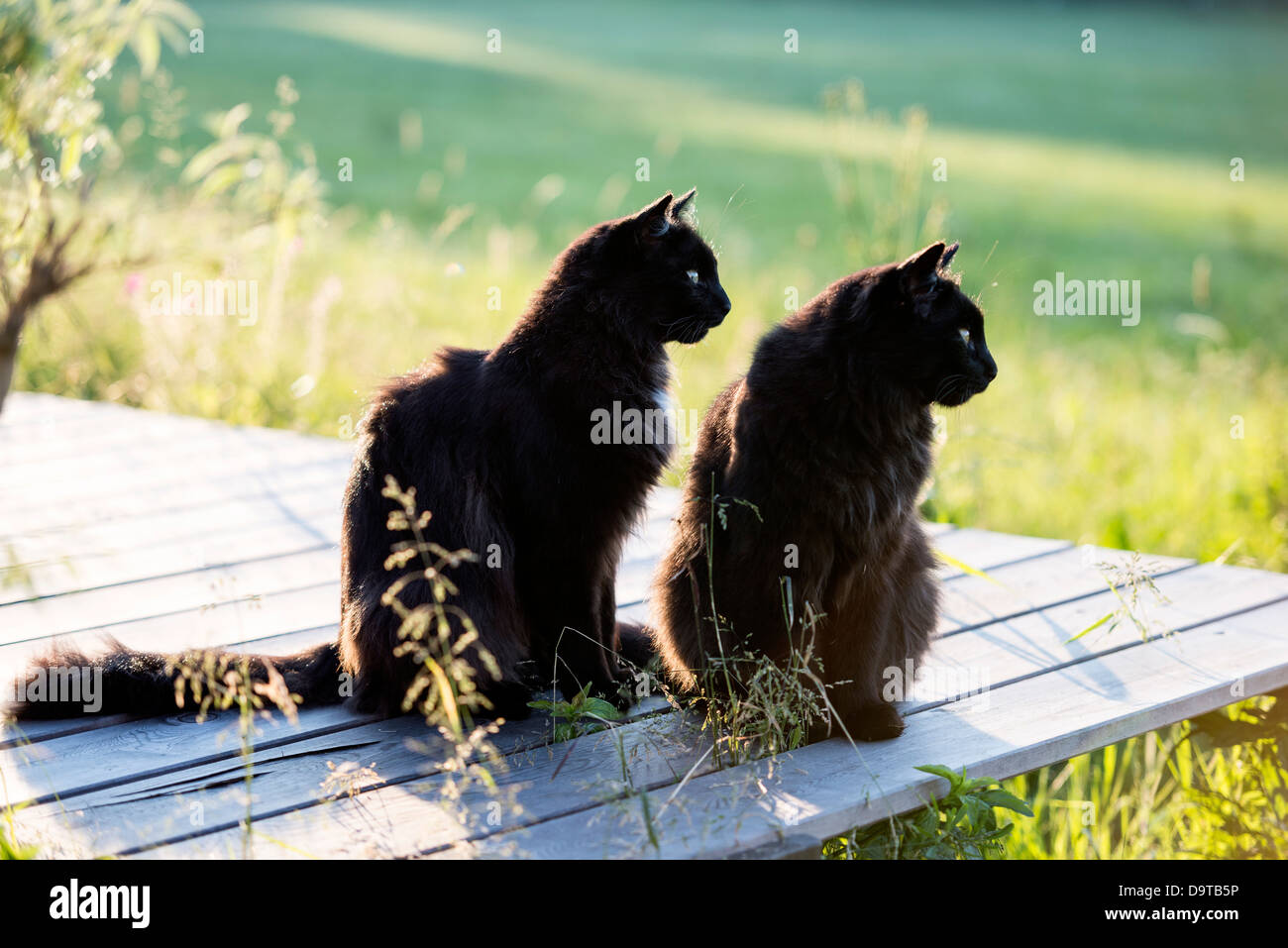 Gatti neri immagini e fotografie stock ad alta risoluzione - Alamy