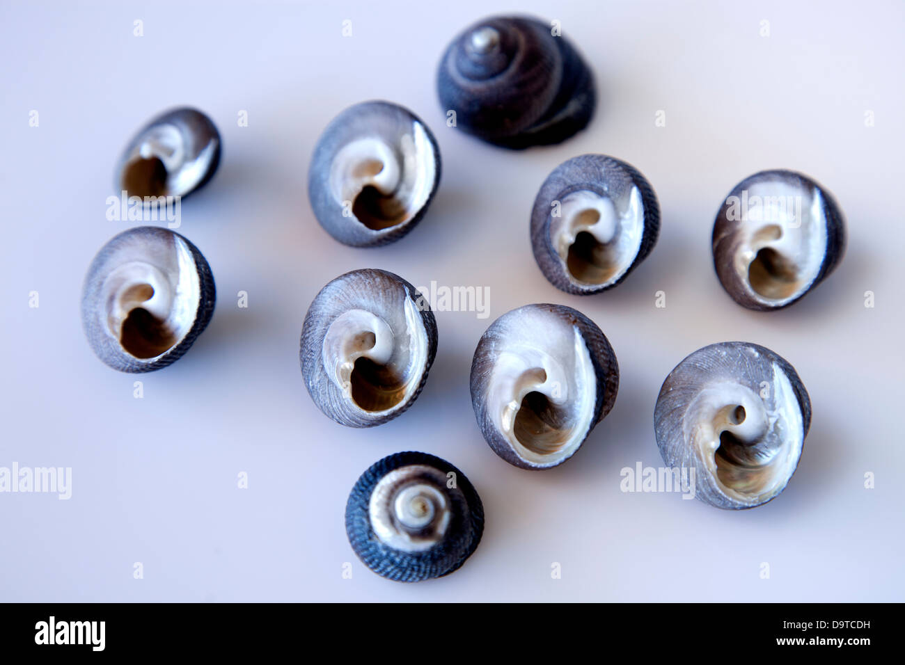 Varie lumache di mare,Littorina littorea. Foto Stock