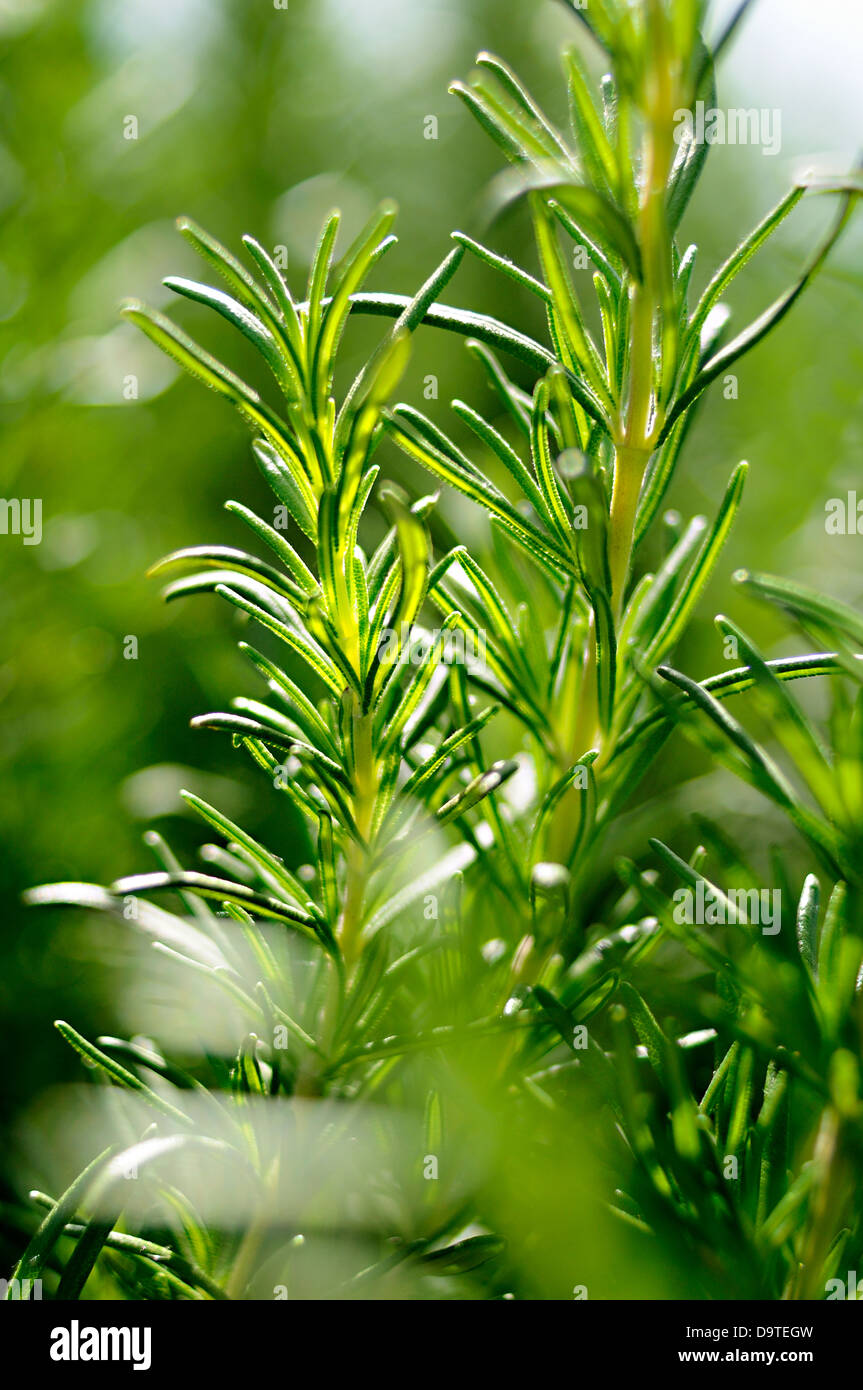 Peduncolo verde della pianta di rosmarino. Foto Stock