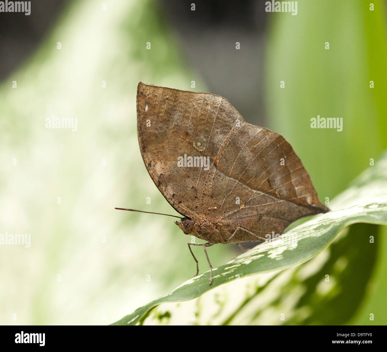 Macro di arancione farfalla oakleaf Foto Stock