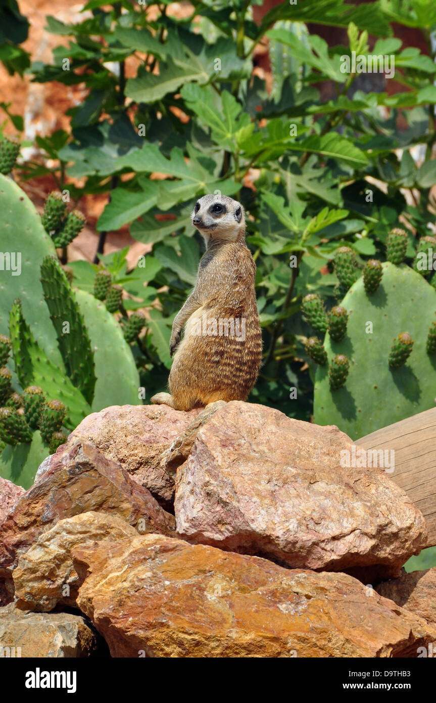 Meerkat montante sulla parte posteriore delle gambe. Piccolo animale suricate guardia. Foto Stock