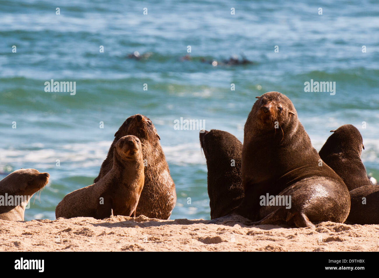 La Namibia, Skeleton Coast, Skeleton Coast National Park, capo le foche (Arctocephalus pusilus) colonia Foto Stock