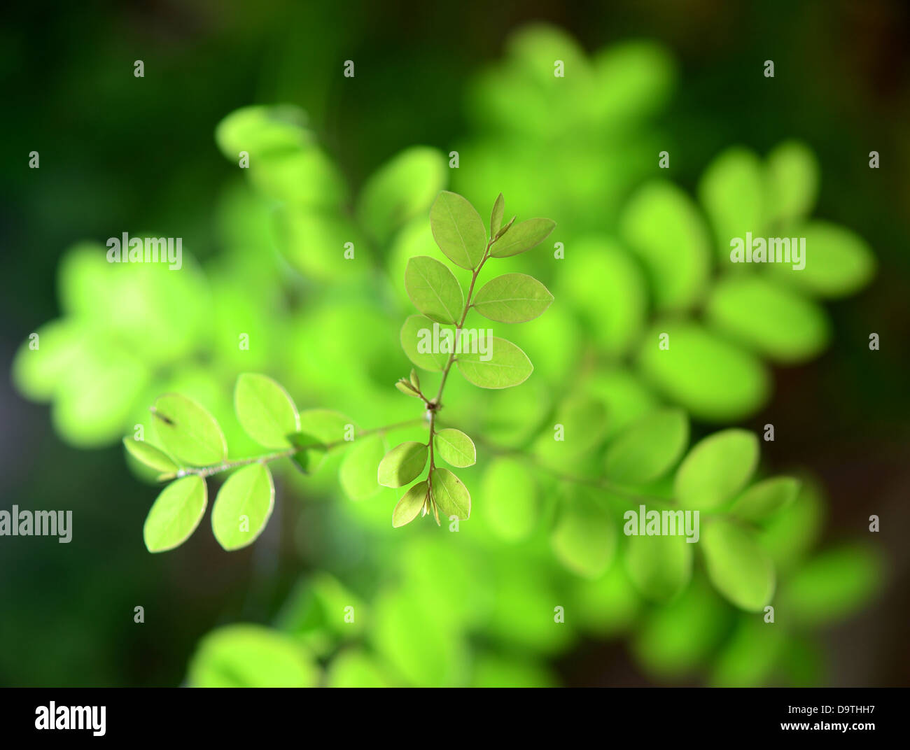 Nuova vita della pianta Foto Stock