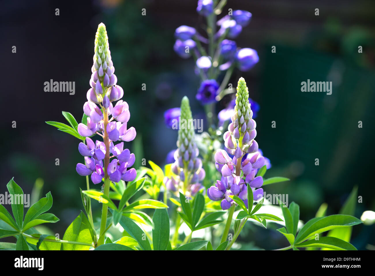 Lupin, lupini con delphiniums in giardino. Foto Stock