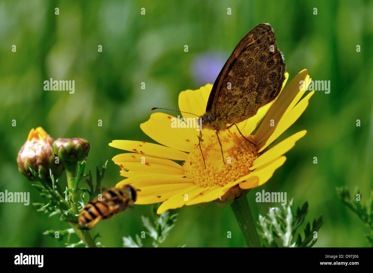 Bee battenti accanto alla alimentazione di farfalla sul fiore giallo nettare. Occupato giornata di primavera. Foto Stock