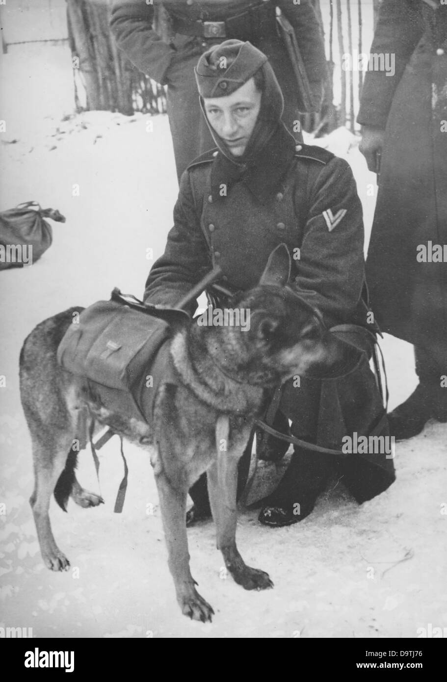 La Propaganda nazista! Sul retro dell'immagine si legge: 'Un deflettore pericolose: Cane con una miniera. Un dannoso soprattutto invenzione dei sovietici sono 'Mine cani". Parecchi chilogrammi di esplosivi che sono collegati a un eretto leva di contatto, sono state montate su animali" spalle prima erano diretti verso le linee tedesche. Sono stati addestrati per andare per serbatoi - forse come un ultimo mezzo per arrestare il ferro di avanzamento onde tedesco? - Comunque, non abbiamo paura della 2 a 3 kg di esplosivo con il contatto di leve sul dorso degli animali. " immagine dal fronte orientale, 15 febbraio 1942. L'attacco contro il soviet Foto Stock