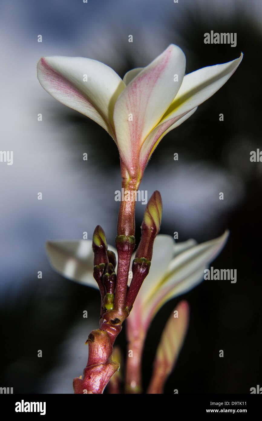 Il Frangipani plumeria fiore Spa Foto Stock