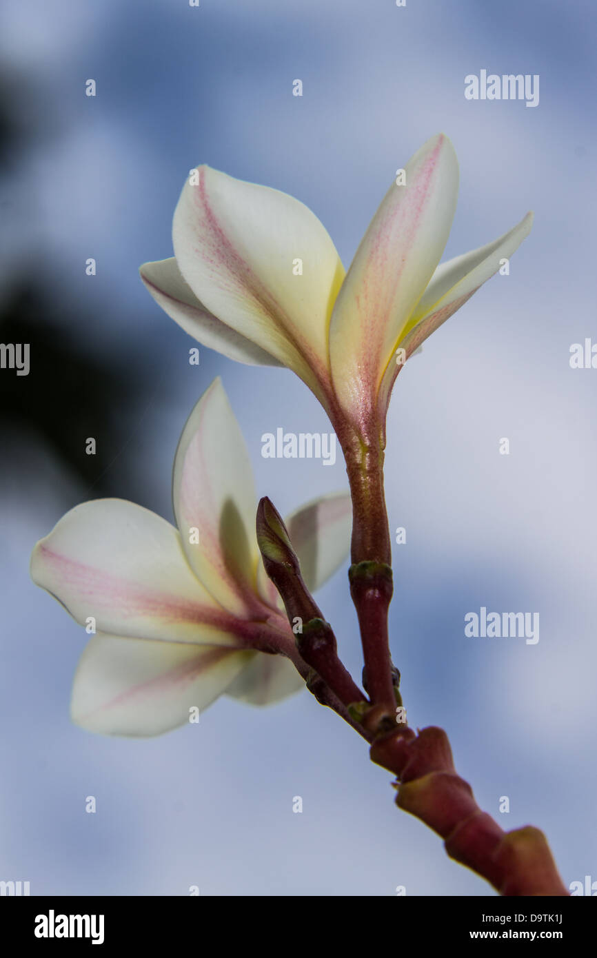 Il Frangipani plumeria fiore Spa Foto Stock