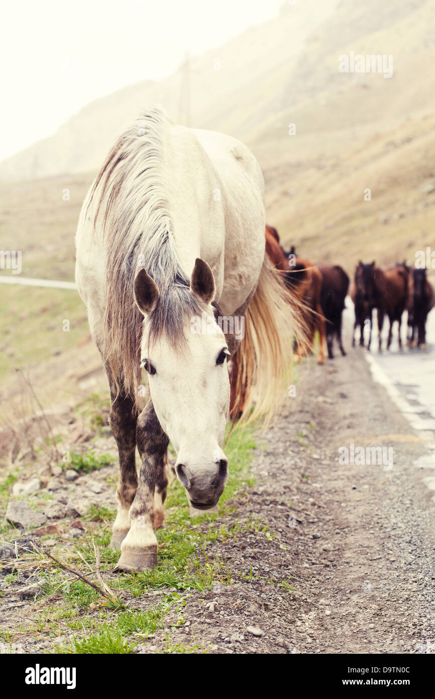 Allevamento di cavalli su una strada di montagna. La Georgia. Foto Stock
