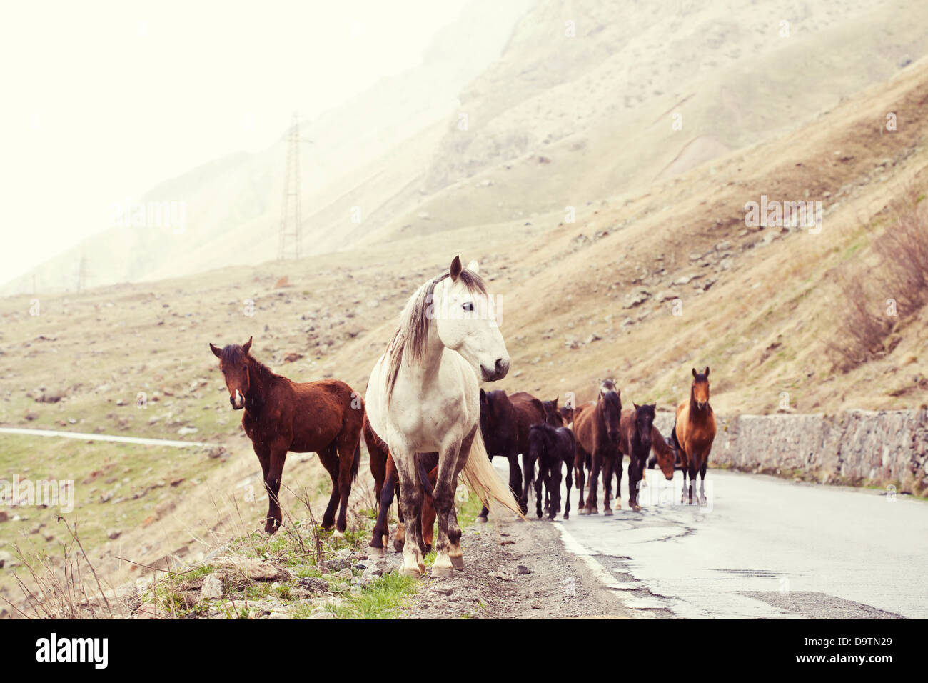 Allevamento di cavalli su una strada di montagna. La Georgia. Foto Stock