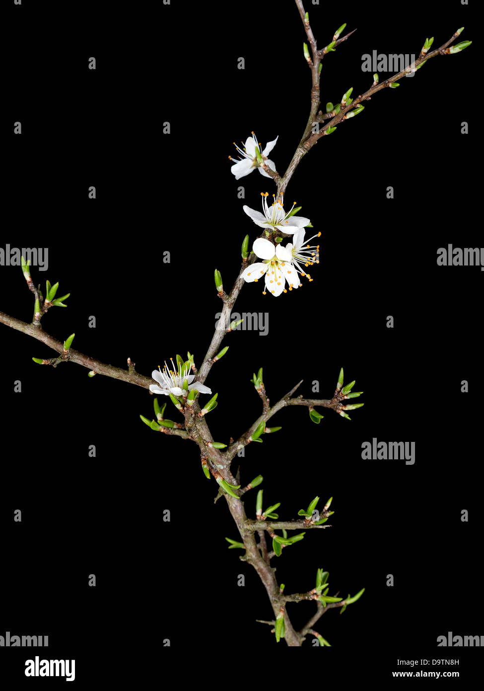 Prunus spinosa - prugnolo blossom Foto Stock