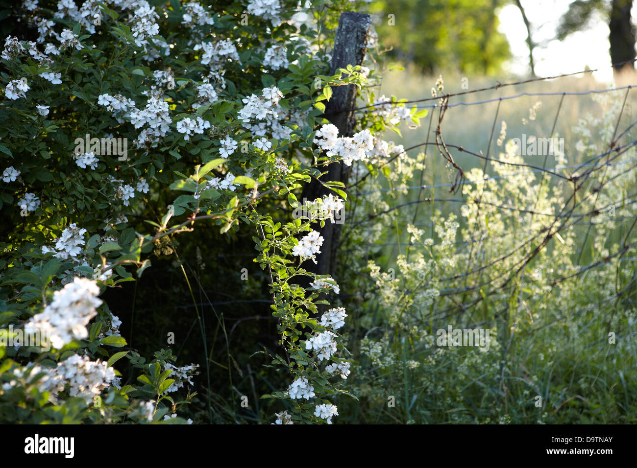 Rose selvatiche che crescono su filo recinzione in Kenoza Lake, New York, NY. Foto Stock