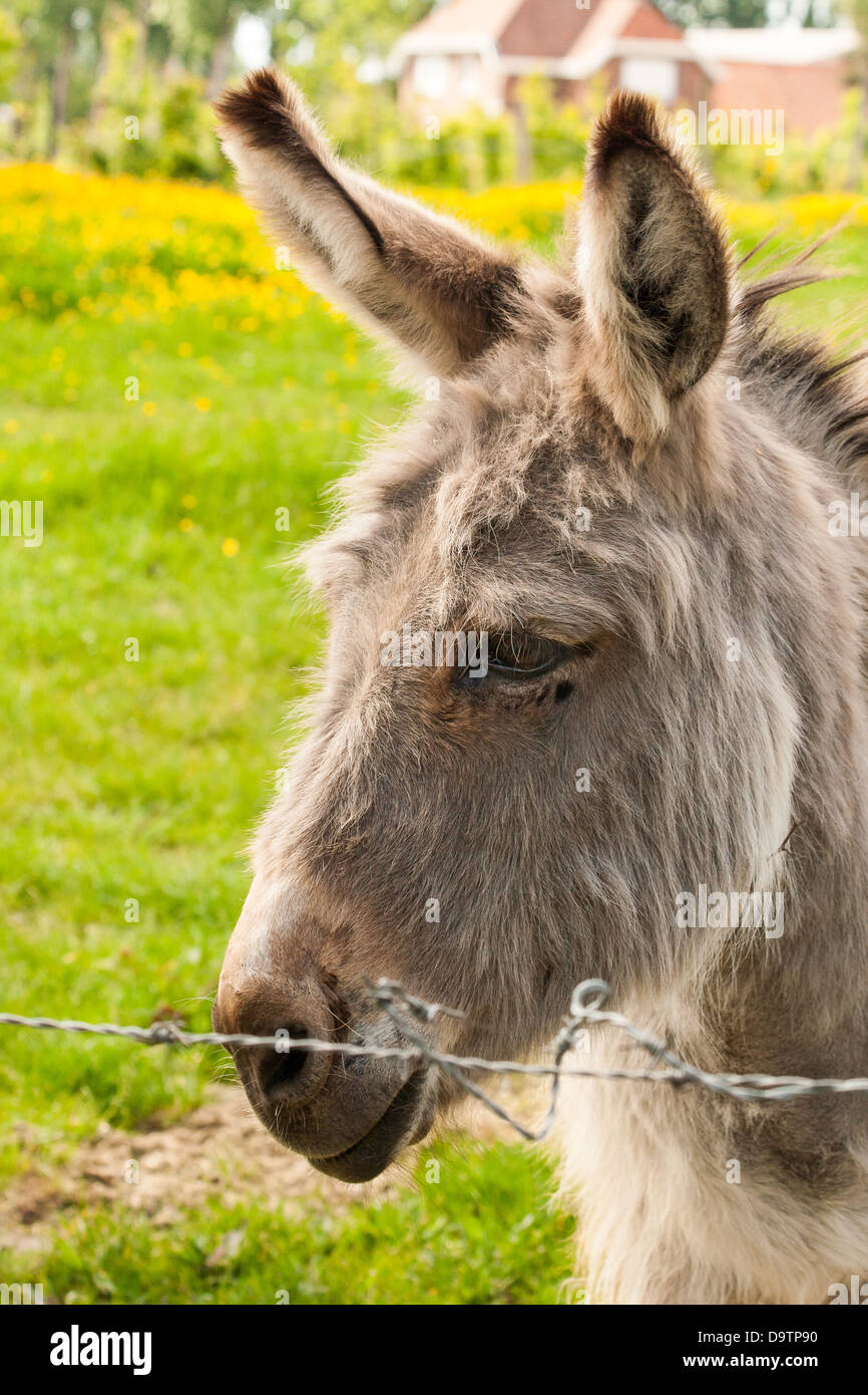 Asino in un campo nella giornata di sole Foto Stock