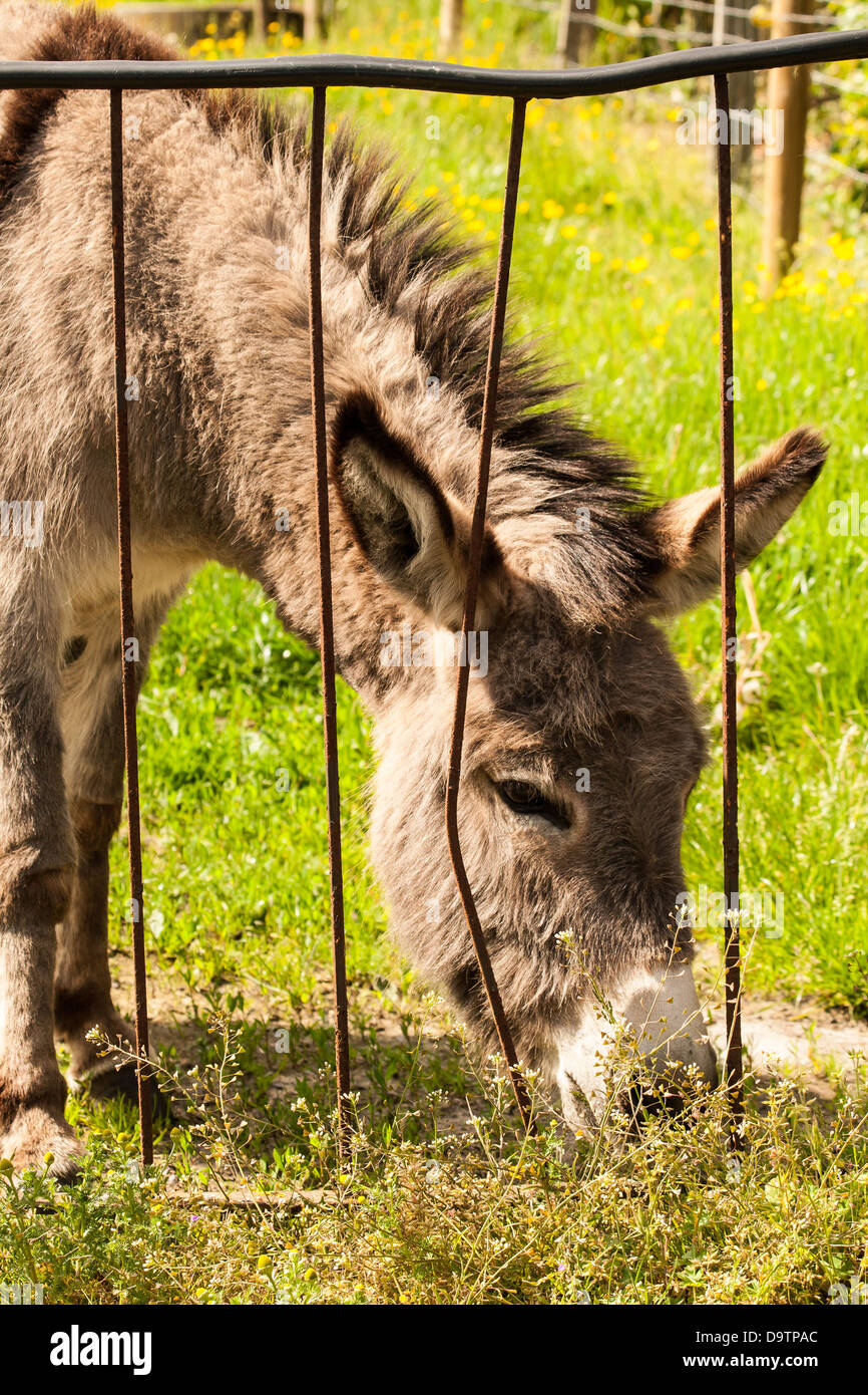 Asino in un campo nella giornata di sole Foto Stock