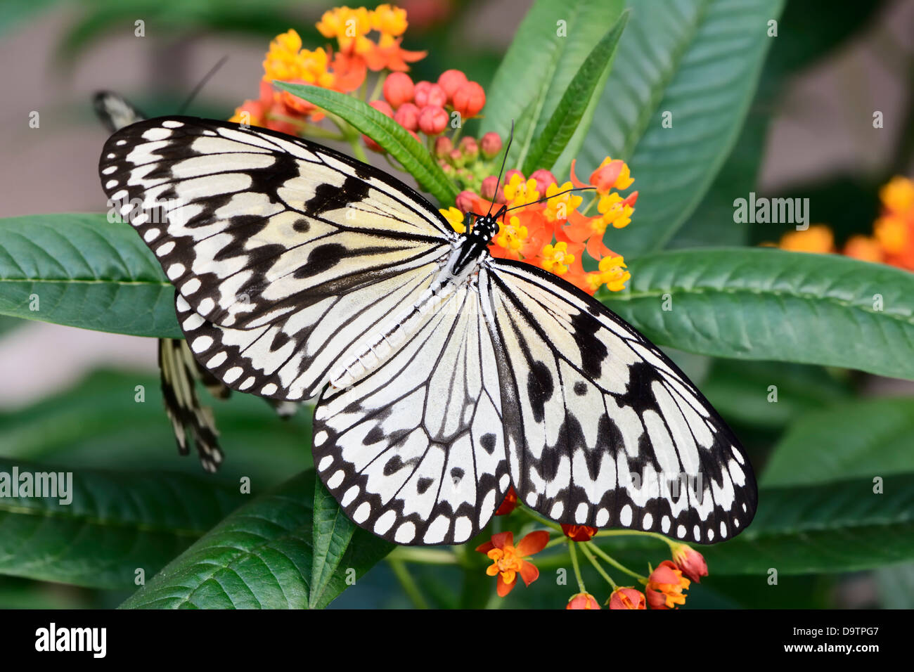 Farfalle tropicali, il grande albero ninfa, chiamato anche aquilone di carta (Idea leuconoe) Foto Stock